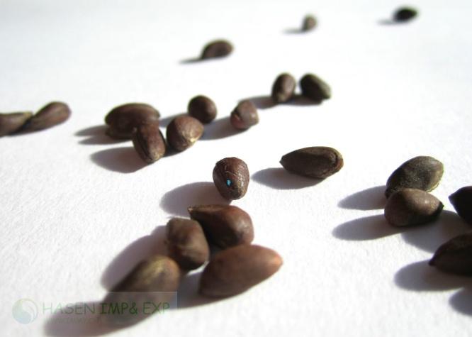 Wuxi Hasen Cotton Seeds Separator in Cotton seed separation: www.immyhitech.com .jpg.jpg